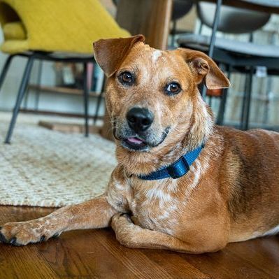 Hobbes, an adoptable Cattle Dog Mix in Houston, TX_image-1