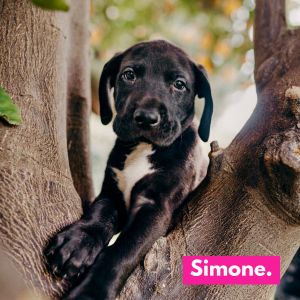 Simone is a purebred Great Dane puppy born to a beautiful Dane Mom who was sadly quite neglected and