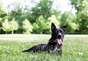 Molly, Young Female Cattle Dog