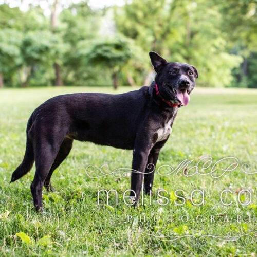 Molly, an adoptable Cattle Dog, Mixed Breed in Duart, ON, N0L 1H0 | Photo Image 2