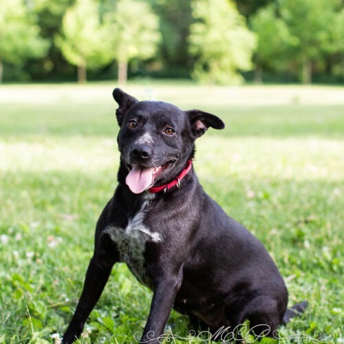 Molly, an adoptable Cattle Dog, Mixed Breed in Duart, ON, N0L 1H0 | Photo Image 3
