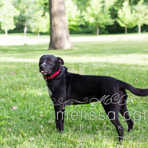 Molly, an adoptable Cattle Dog, Mixed Breed in Duart, ON, N0L 1H0 | Photo Image 4