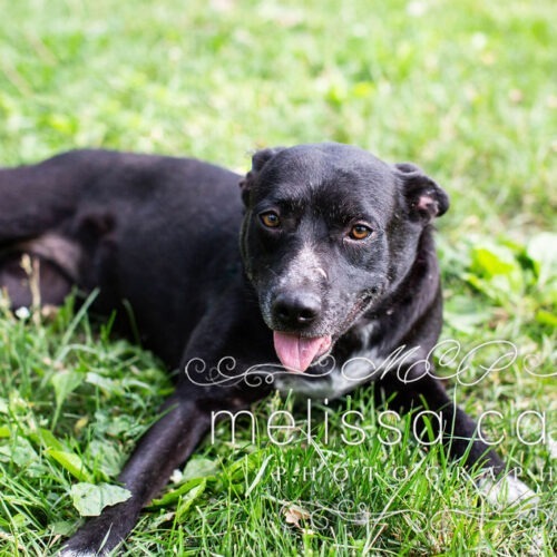 Molly, an adoptable Cattle Dog, Mixed Breed in Duart, ON, N0L 1H0 | Photo Image 5