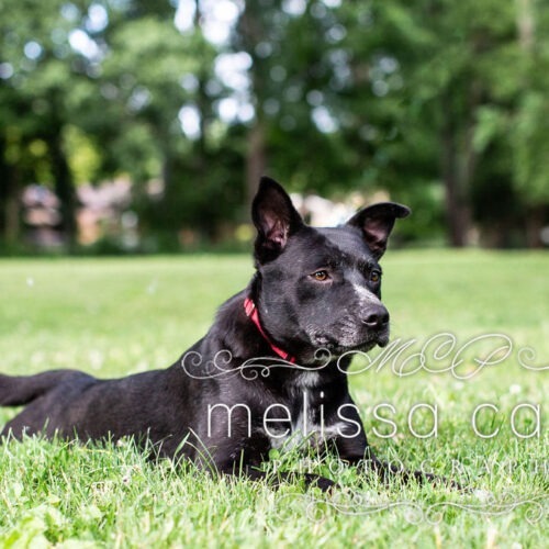 Molly, an adoptable Cattle Dog, Mixed Breed in Duart, ON, N0L 1H0 | Photo Image 6