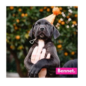 Bennet is a purebred Great Dane puppy born to a beautiful Dane Mom who was sadly quite neglected and