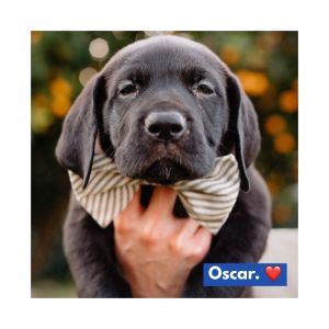 Oscar is a purebred Great Dane puppy born to a beautiful Dane Mom who was sadly quite neglected and 