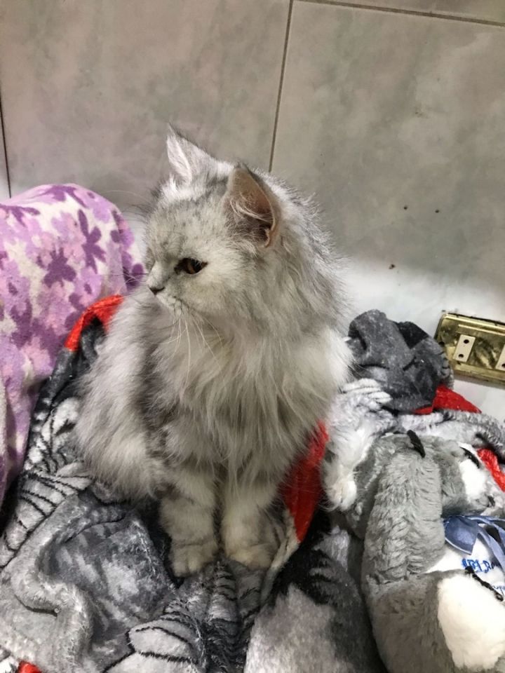 Pets4homes best sale persian kittens