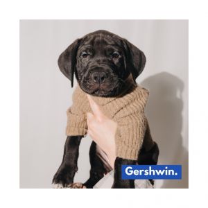 Gershwin is a purebred Great Dane puppy born to a beautiful Dane Mom who was sadly quite neglected a