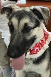 Nolan, Young Male German Shepherd Dog