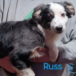 Petfinder mini 2025 australian shepherd