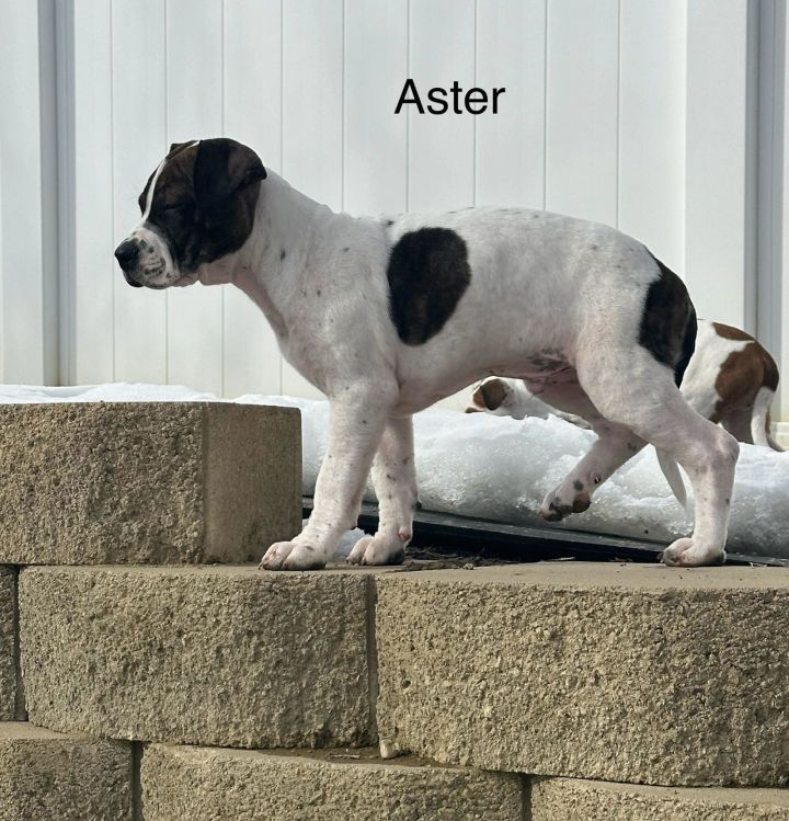 Aster 2