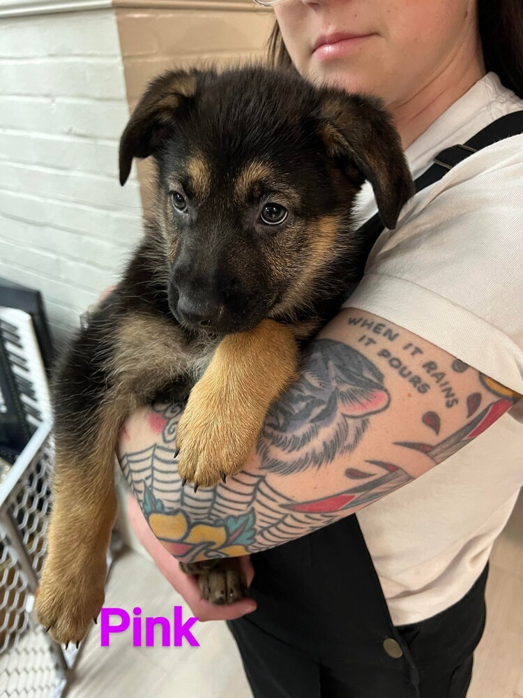 GSD Puppies - Pink
