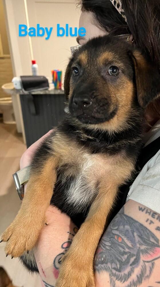 GSD Puppies - Baby Blue
