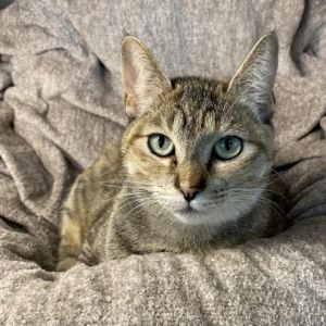 Talia Domestic Short Hair Cat