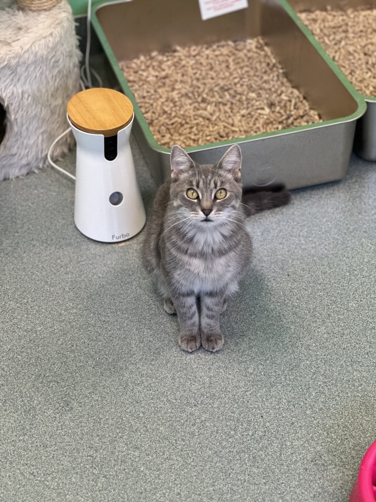 Anko, an adoptable Domestic Short Hair in Trenton, ME, 04605 | Photo Image 2