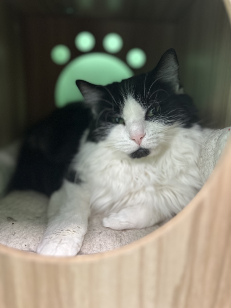 Hashirama, an adoptable Domestic Medium Hair in Trenton, ME, 04605 | Photo Image 1