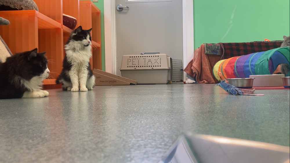 Hashirama, an adoptable Domestic Medium Hair in Trenton, ME, 04605 | Photo Image 2
