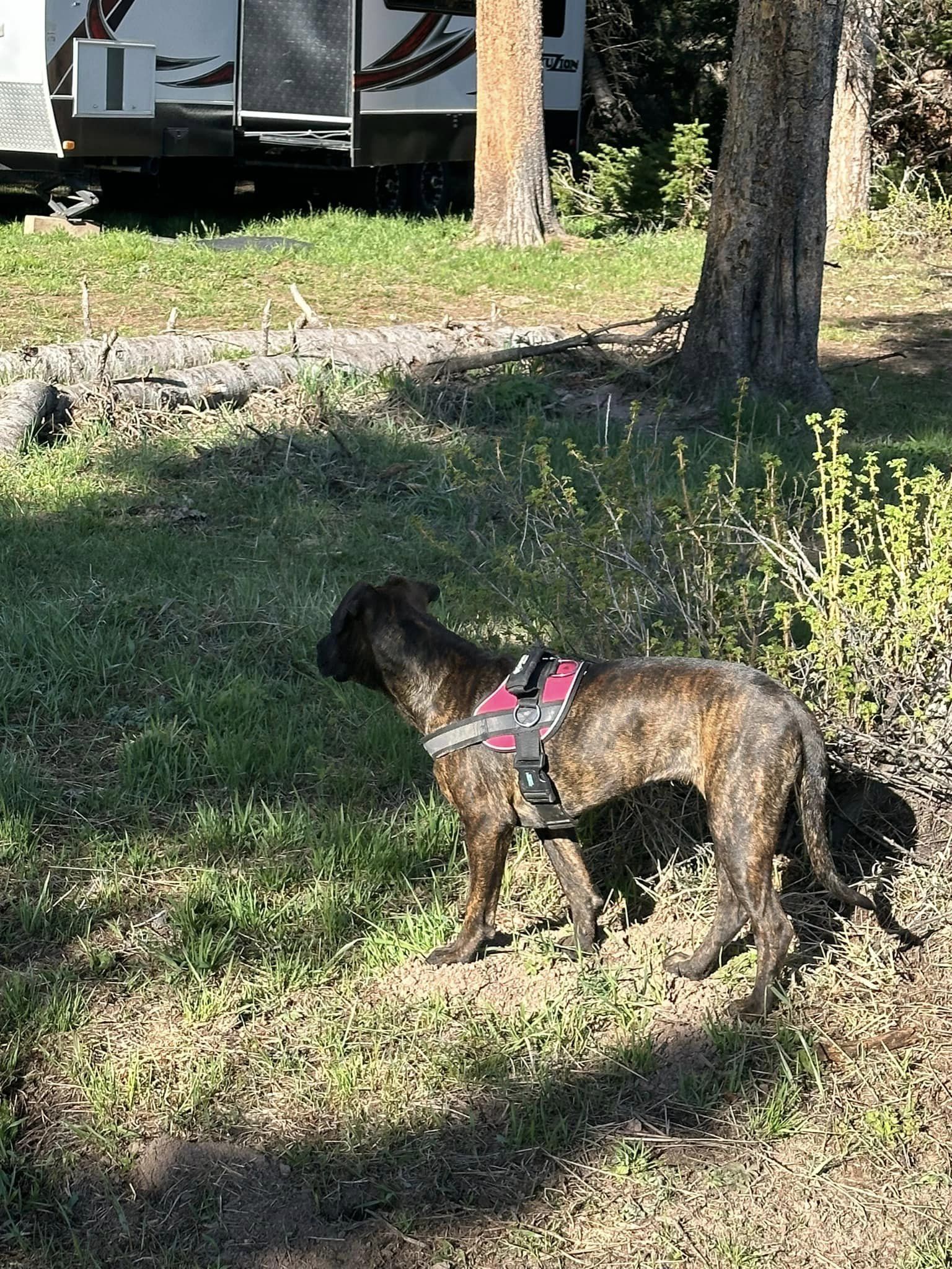 Heather, an adoptable Pit Bull Terrier in Midway, UT, 84049 | Photo Image 3