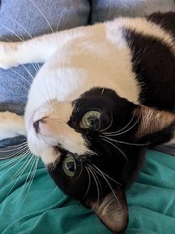 Lila Tuxedo Cat