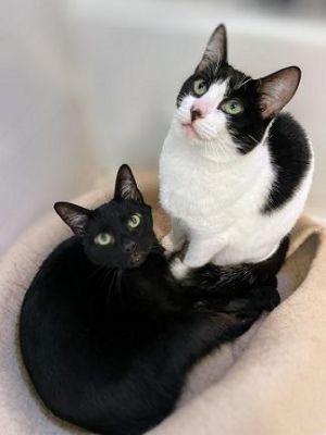 Hi Were Lila and Marlon Give Me Shelter rescued me a couple years ago after I was found in Tracy