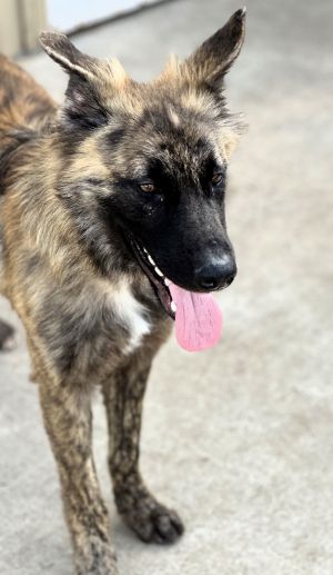 This cool guy just caught our eye as we were at the shelter to meet some other dogs As you