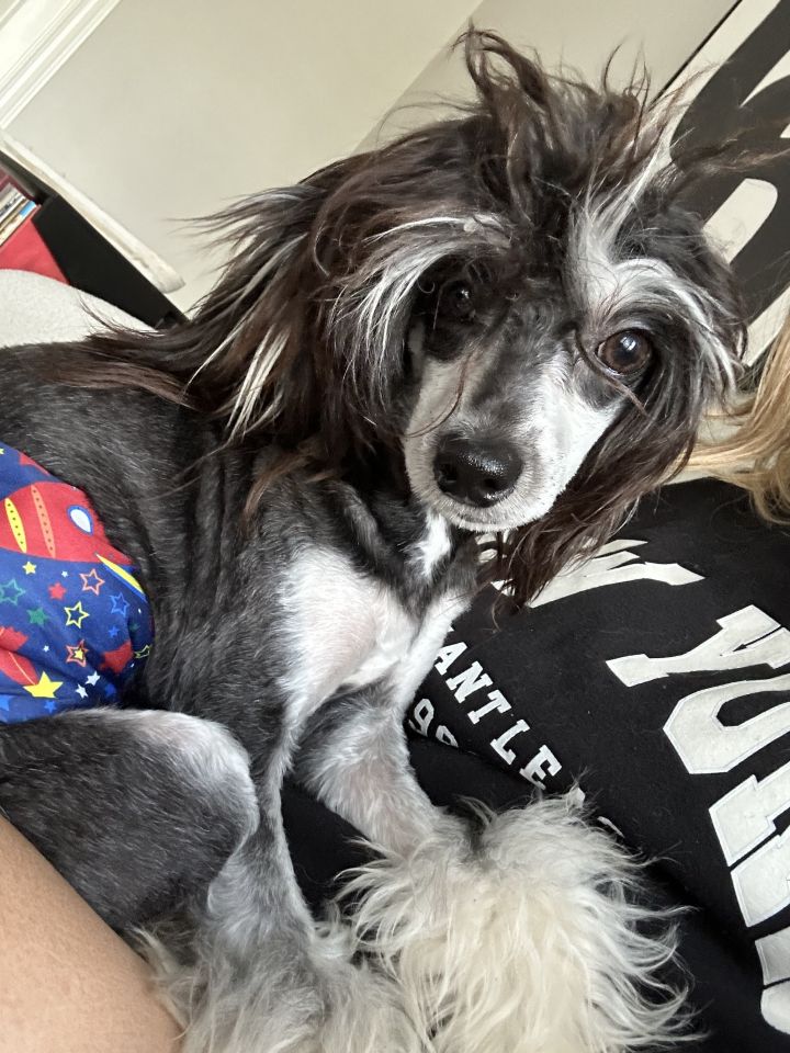 Petfinder best sale chinese crested