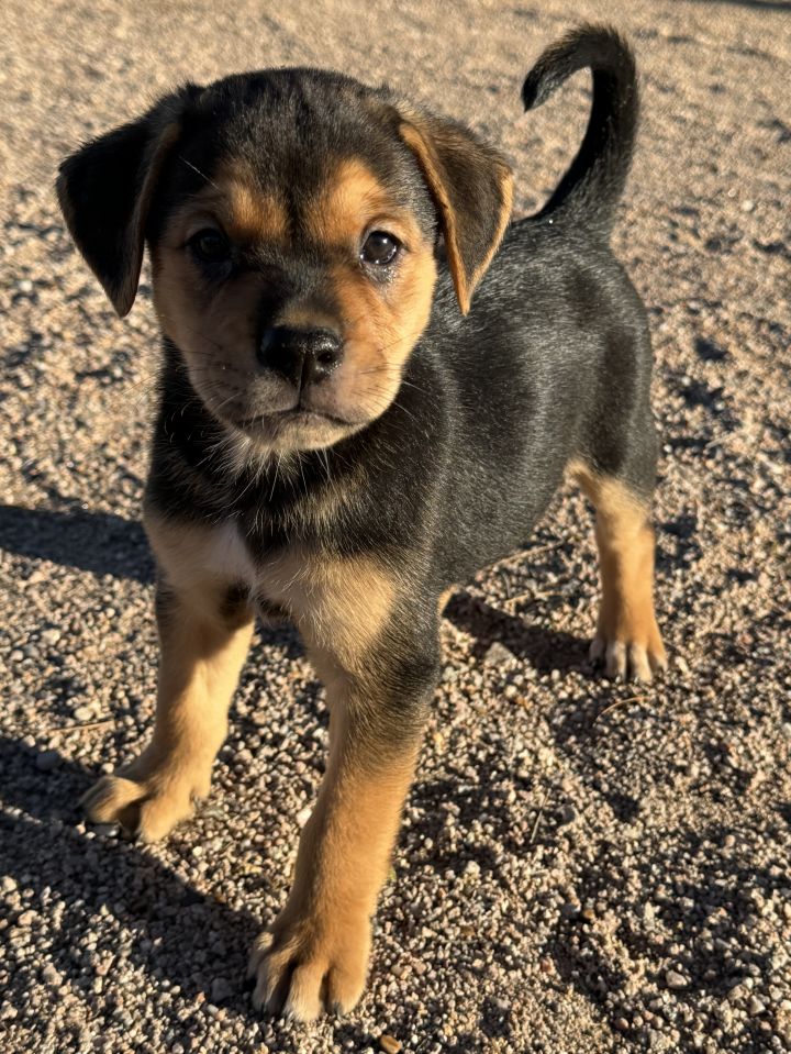 Dog for adoption Loot an Australian Shepherd Mix in Maricopa