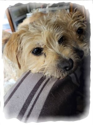 Petfinder morkie 2024