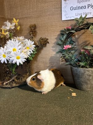 Maximus is a piggie with a big personality He loves to talk and let you know he wants treats or