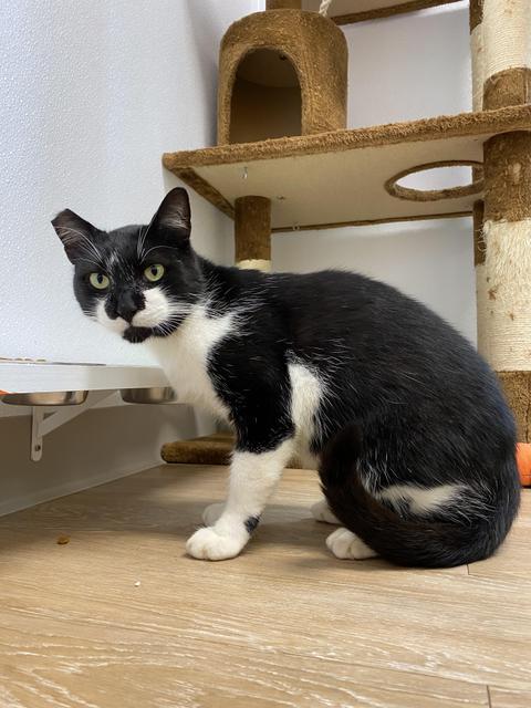 Hendrix, an adoptable Domestic Short Hair in Corpus Christi, TX, 78414 | Photo Image 1