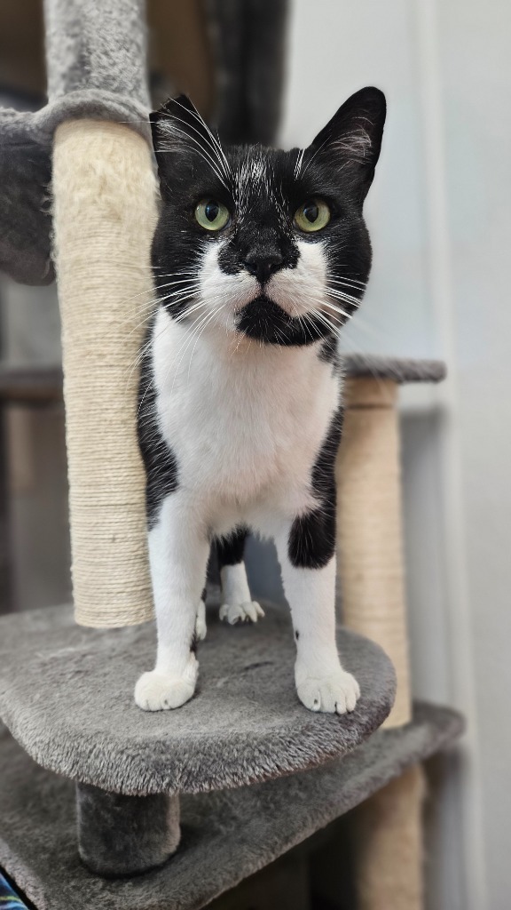 Hendrix, an adoptable Domestic Short Hair in Corpus Christi, TX, 78414 | Photo Image 2