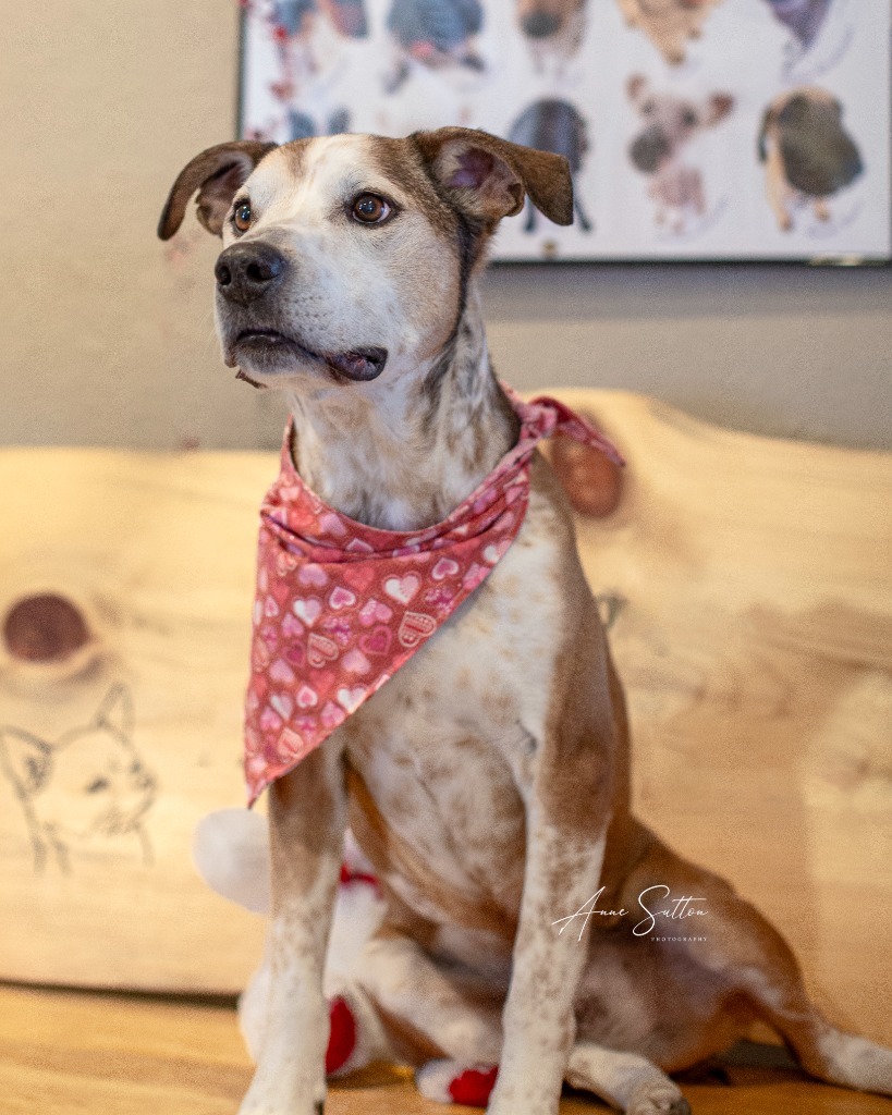 Roamy, an adoptable Mixed Breed in Hot Springs, SD, 57747 | Photo Image 1
