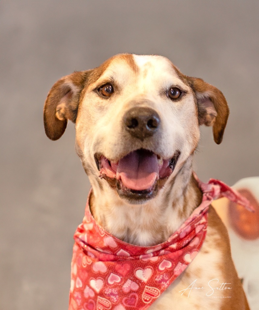 Roamy, an adoptable Mixed Breed in Hot Springs, SD, 57747 | Photo Image 2