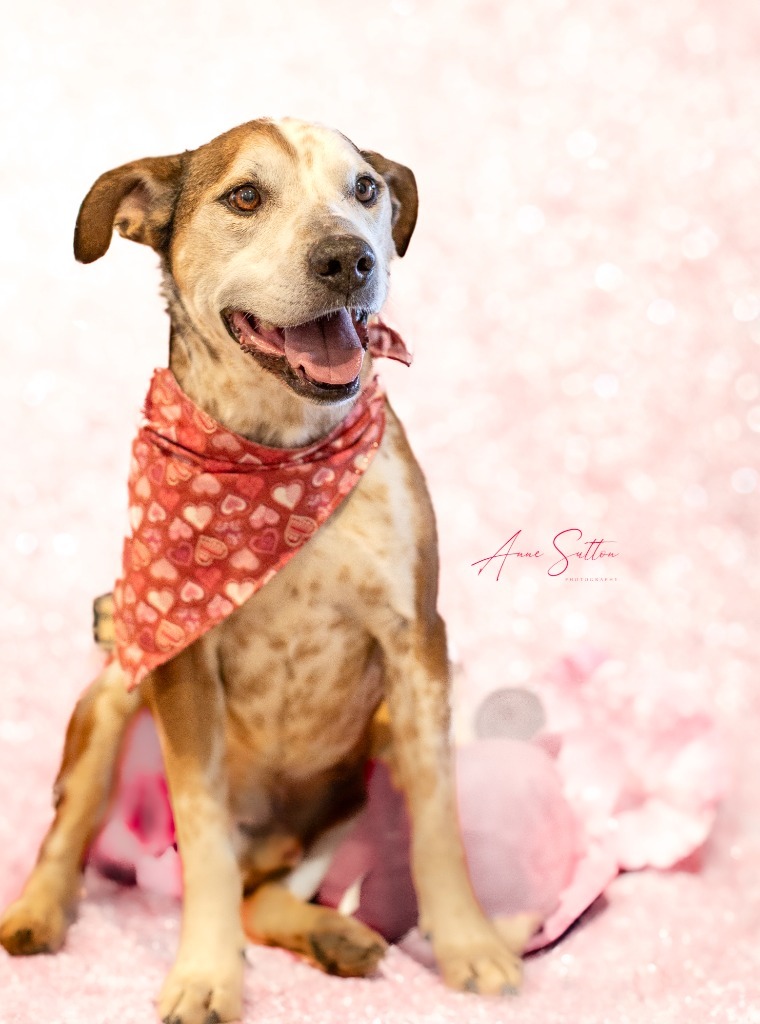 Roamy, an adoptable Mixed Breed in Hot Springs, SD, 57747 | Photo Image 3