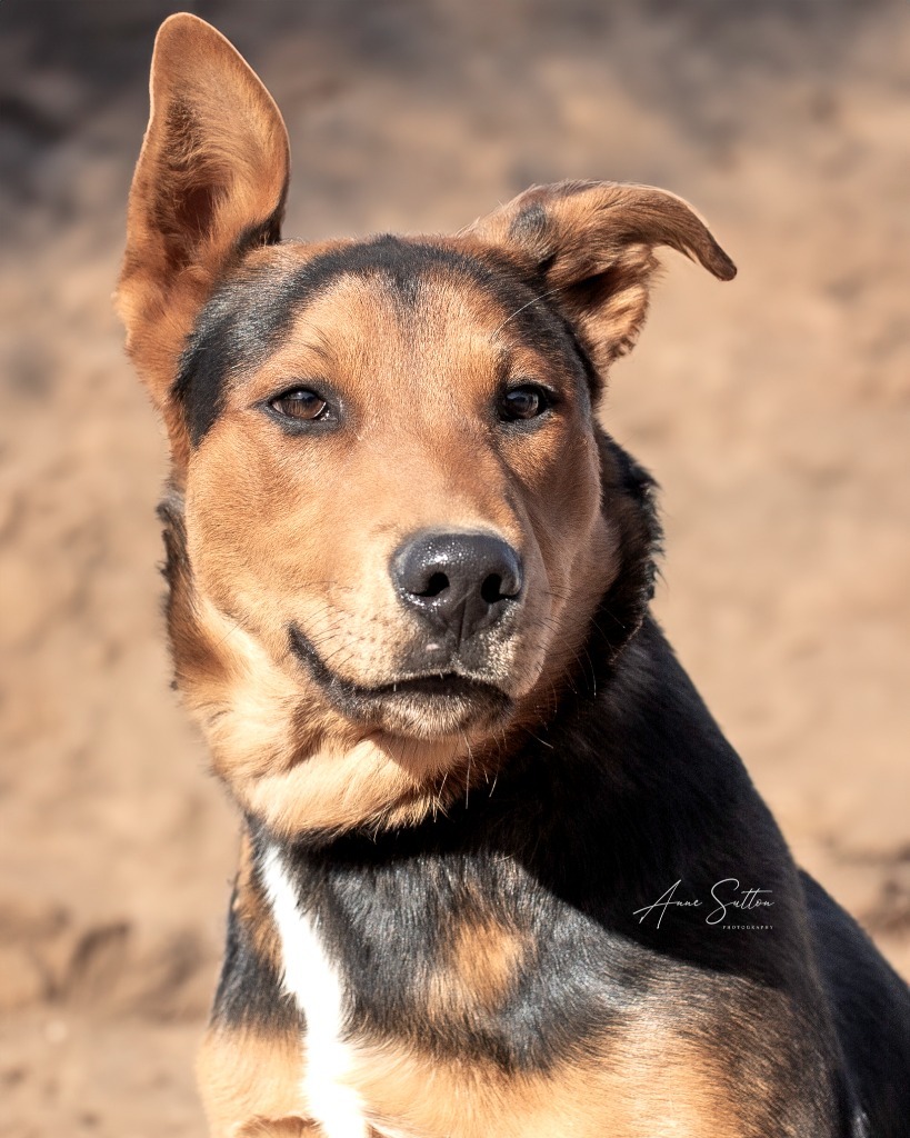 Bruiser, an adoptable Rottweiler in Hot Springs, SD, 57747 | Photo Image 1