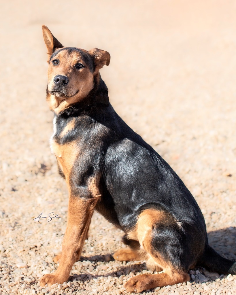 Bruiser, an adoptable Rottweiler in Hot Springs, SD, 57747 | Photo Image 2