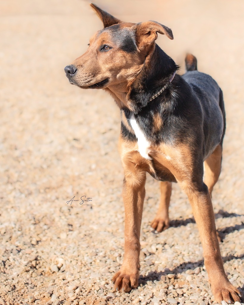 Bruiser, an adoptable Rottweiler in Hot Springs, SD, 57747 | Photo Image 3