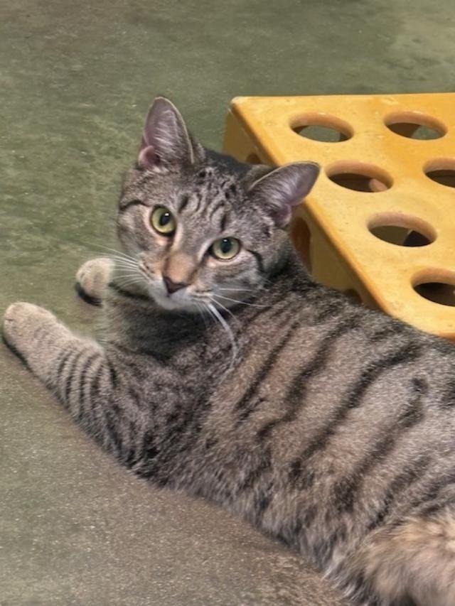 Daniel