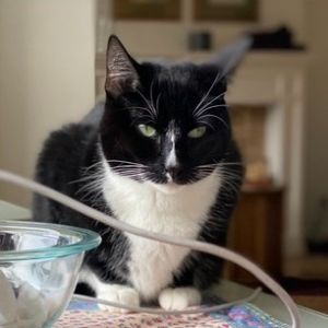 Sally a five year old tuxedo girl is extremely affectionate with people to whom she feels bonded 
