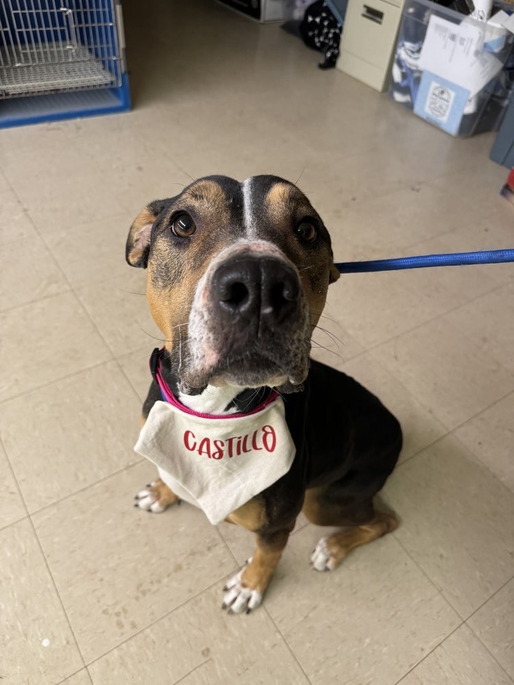 Callisto, an adoptable Mixed Breed in Rapid City, SD, 57702 | Photo Image 4