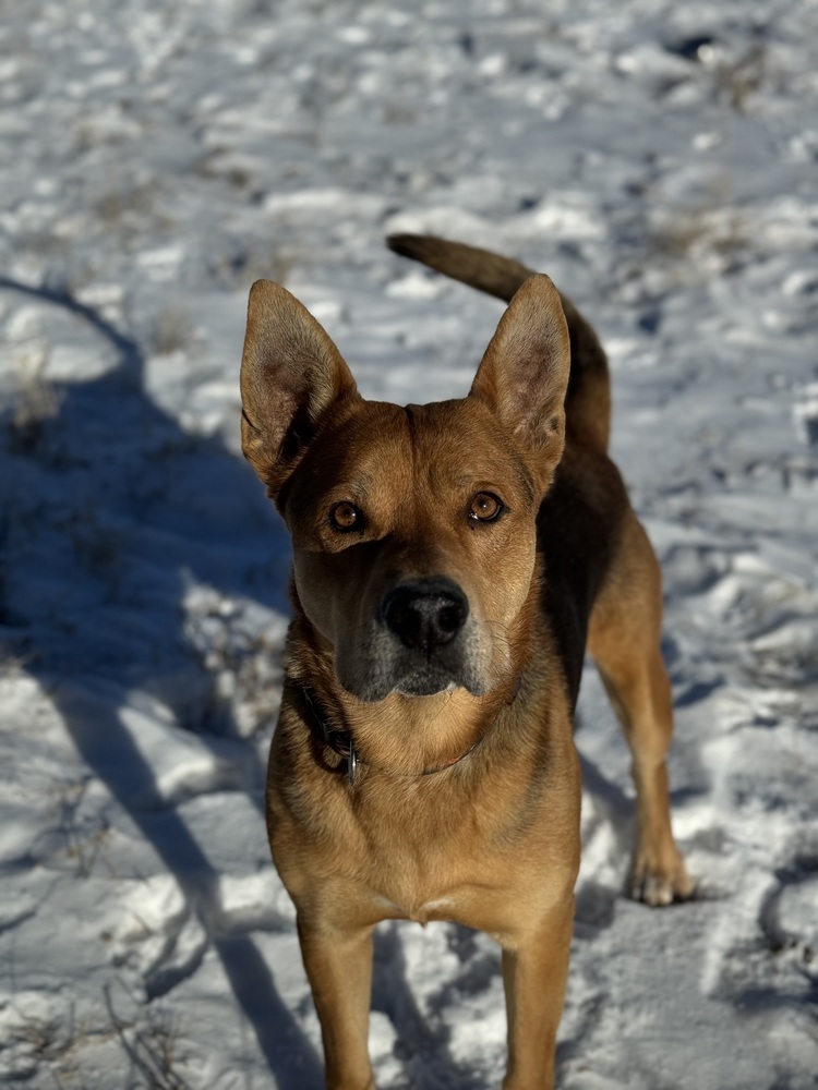 King, an adoptable Mixed Breed in Rapid City, SD, 57702 | Photo Image 4