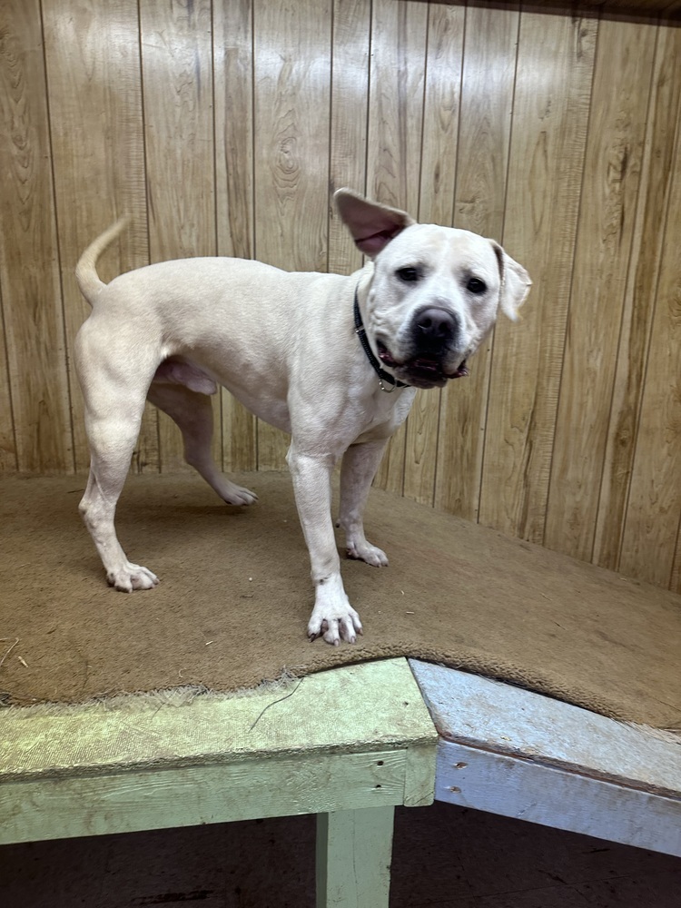 Carlton, an adoptable Mixed Breed in Rapid City, SD, 57702 | Photo Image 4