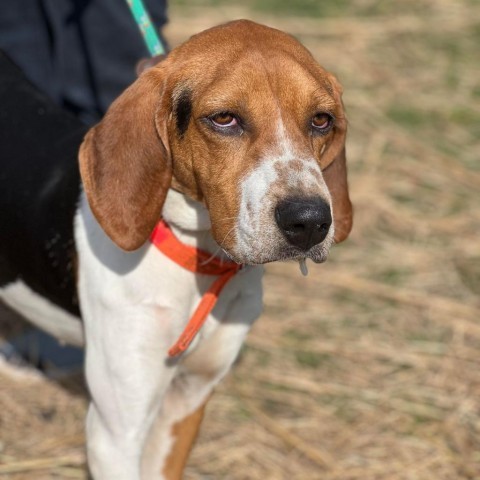 Billy, an adoptable Hound Mix in Huntington, WV_image-4