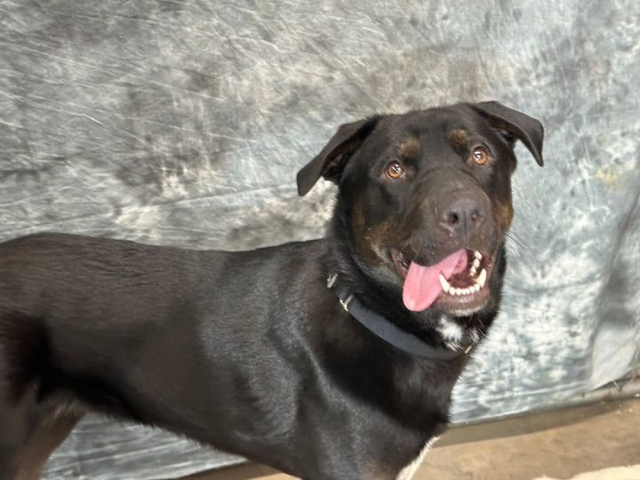 Asher, an adopted Retriever & Rottweiler Mix in Hayward, WI_image-2