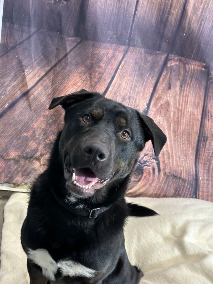 Asher, an adopted Retriever & Rottweiler Mix in Hayward, WI_image-3