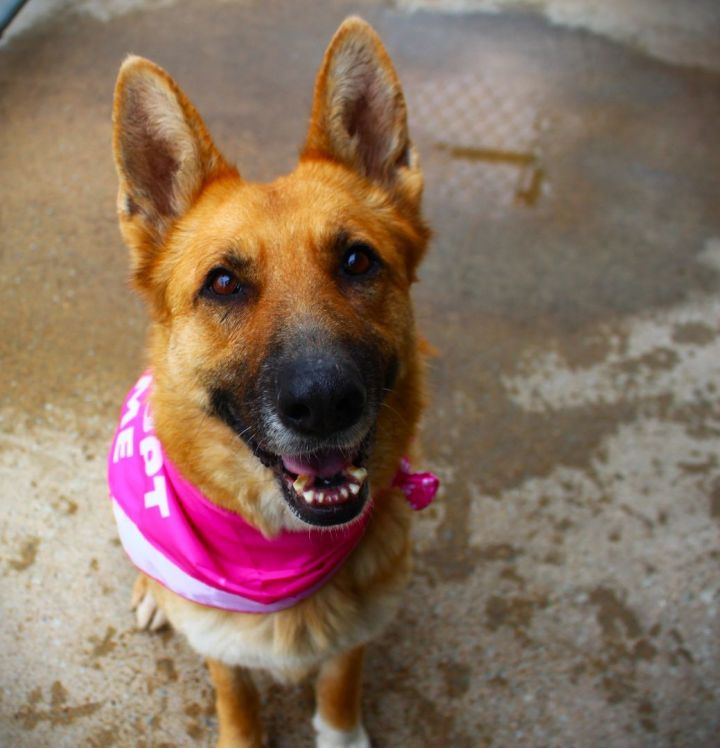Sabrina , an adoptable German Shepherd Dog in Brownsville, TN_image-3