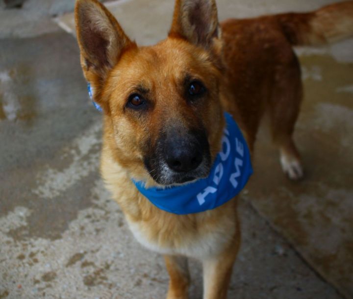 Sabrina , an adoptable German Shepherd Dog in Brownsville, TN_image-4