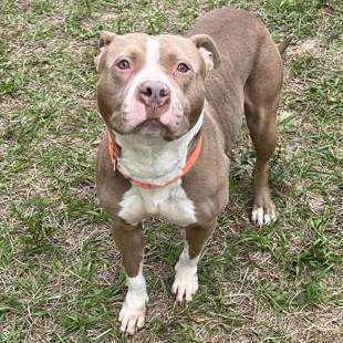 Mocha Moo Moo, an adopted American Staffordshire Terrier Mix in Inverness, FL_image-3