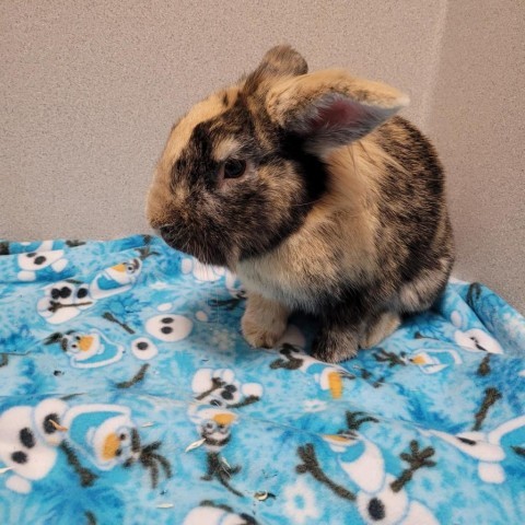 Calypso, an adoptable Lionhead & Harlequin Mix in Gansevoort, NY_image-1