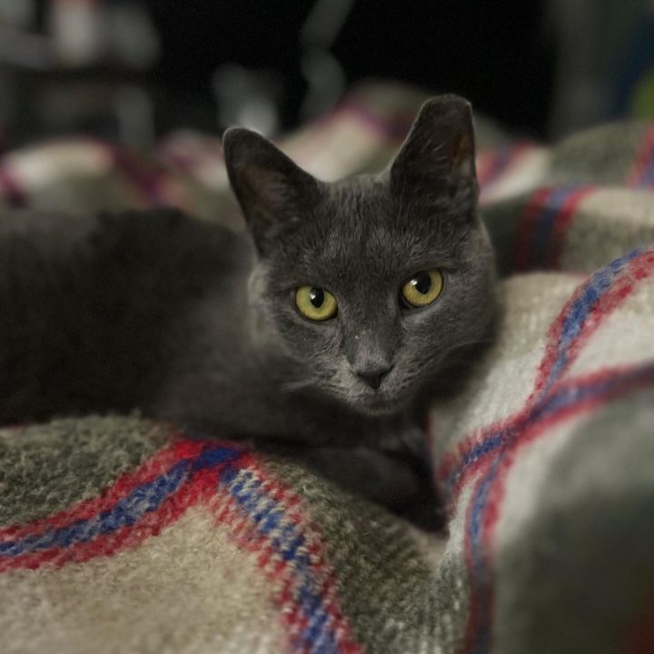 Misozi (stunning and gentle grey girl), an adoptable Domestic Short Hair in Harrisburg, PA_image-5